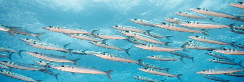 海域生物質(zhì)量監(jiān)測(cè)